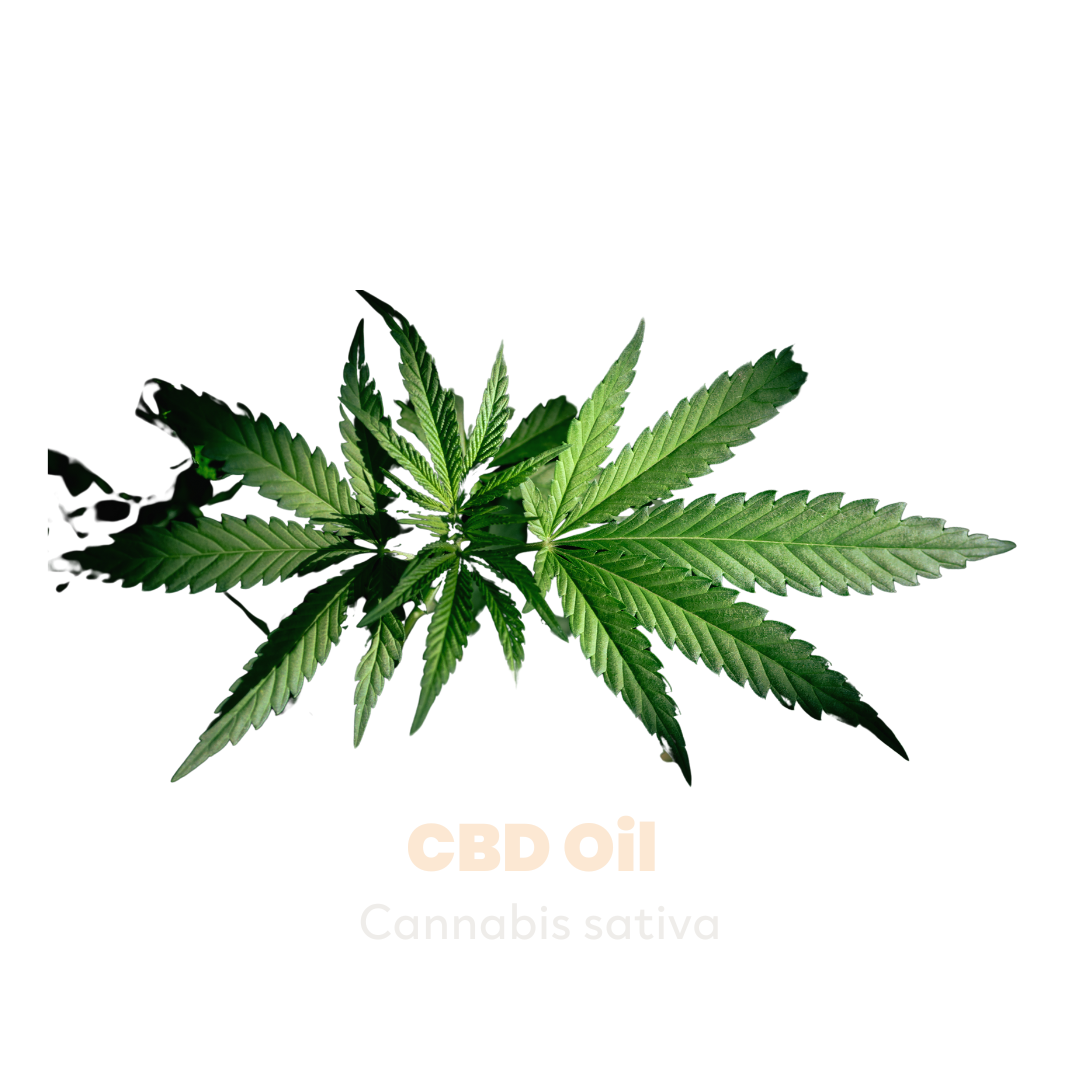 Picture of Hemp Leaves